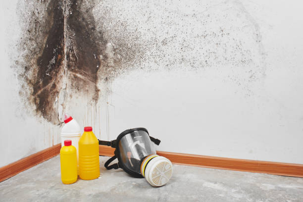 Best Office Mold Removal Services  in Parkwood, CA