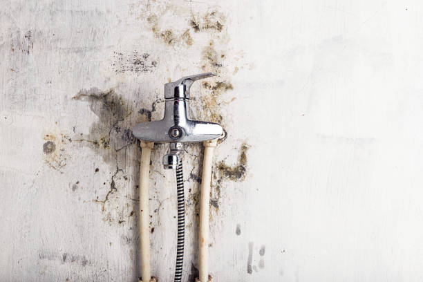 Best Mold Cleaning Services  in Parkwood, CA