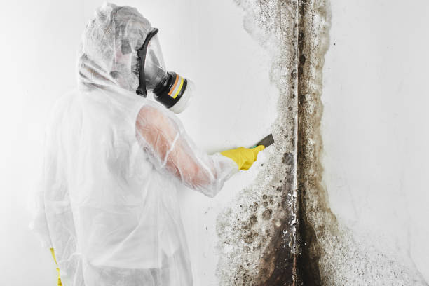 Professional Mold Removal in Parkwood, CA