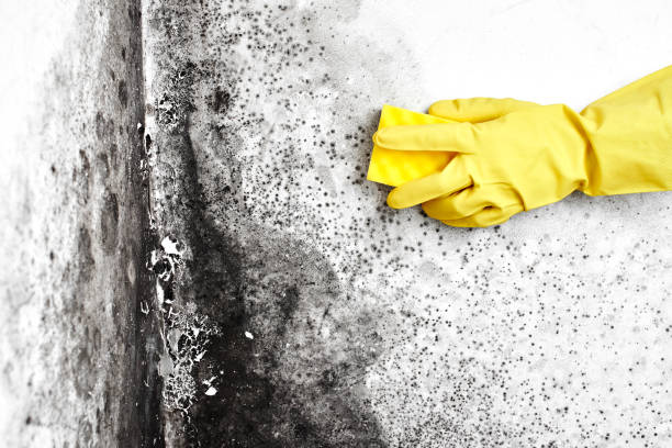 Best Mold Inspection  in Parkwood, CA