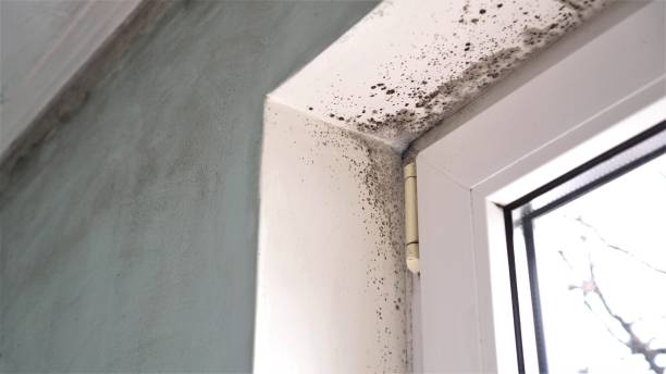 Best Mold Testing  in Parkwood, CA