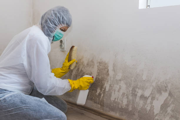 Best Local Mold Removal Service  in Parkwood, CA