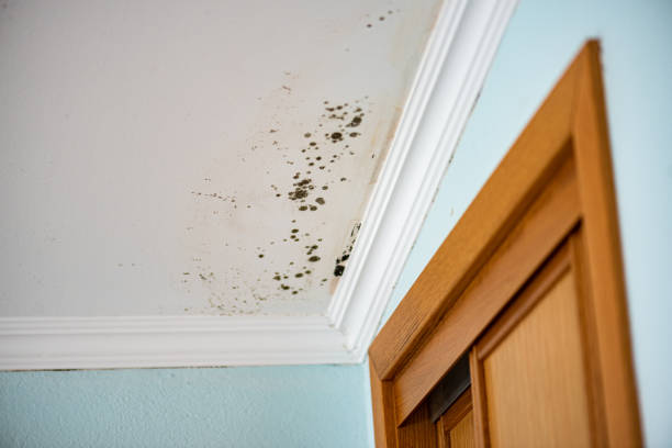 Best Crawl Space Mold Removal  in Parkwood, CA