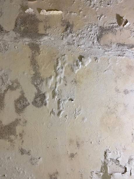 Best Water Damage Restoration  in Parkwood, CA