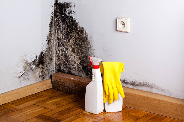 Best Mold Remediation  in Parkwood, CA