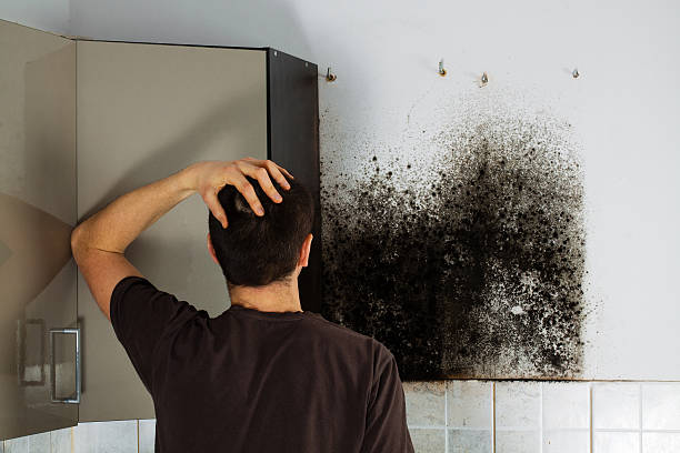 Best Best Mold Removal Companies  in Parkwood, CA