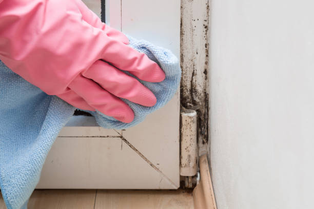 Best Emergency Mold Removal  in Parkwood, CA