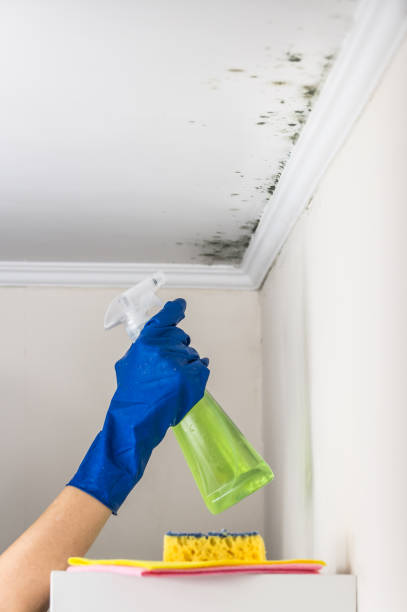 Best Certified Mold Removal  in Parkwood, CA